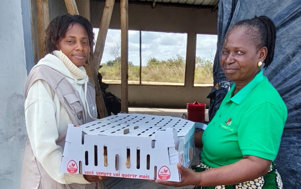 Tica e Dondo recebem os primeiros pintos no âmbito da parceria entre a AMU e o Projecto Manguana, reforçando as oportunidades de produção e geração de rendimento nas comunidades. A Associação Mãos Unidas (AMU), em parceria com o Projecto Manguana, realizou a entrega de 4.000 pintos da raça Sasso a cinco Unidades-Mãe na província de [&hellip;]